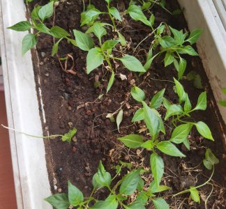 新鲜辣椒籽可以种吗 新鲜辣椒种子能否播种？