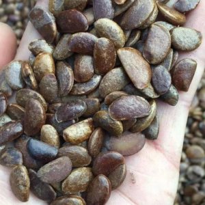柿子籽可以种吗 柿子的种子可以用来种植吗？