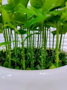 柚子籽可以种吗 柚子籽能否用来种植？