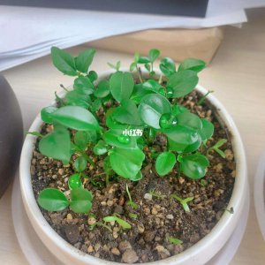 柠檬籽可以种吗 柠檬籽适合种植吗？