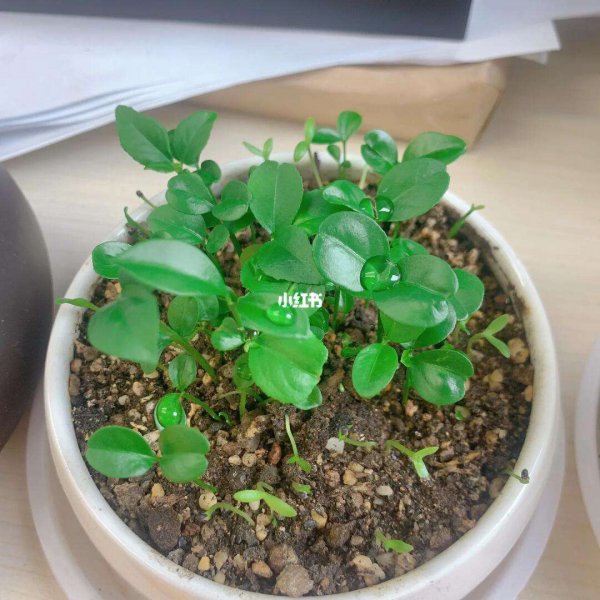 柠檬籽可以种吗
