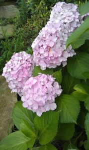 磷酸二氢钾适合浇什么花 适合用磷酸二氢钾浇哪些花？