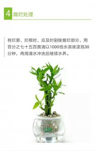 竹子怎么养水养方法 竹子的水养养护要点