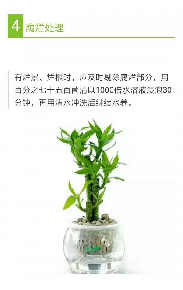竹子怎么养水养方法