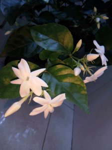 泡过茶叶适合浇什么花 用泡过的茶叶来浇花最适合哪些植物