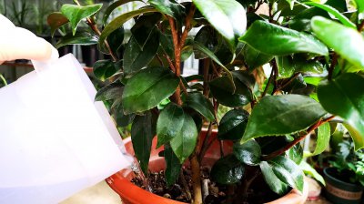 剩茶水适合浇什么花 适合用剩茶水浇什么植物