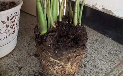 饼肥适合浇什么花 饼肥适合施肥哪些植物