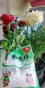 小苏打适合浇什么花 适合用小苏打浇什么植物