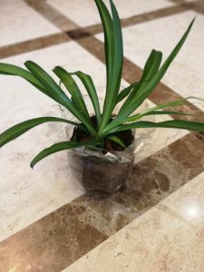 可乐适合浇什么花 可乐适合浇哪种花？