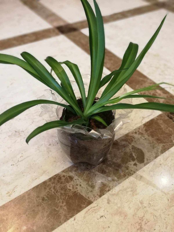 可乐适合浇什么花