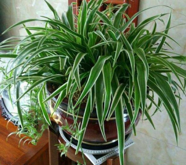 啤酒好适合浇什么花
