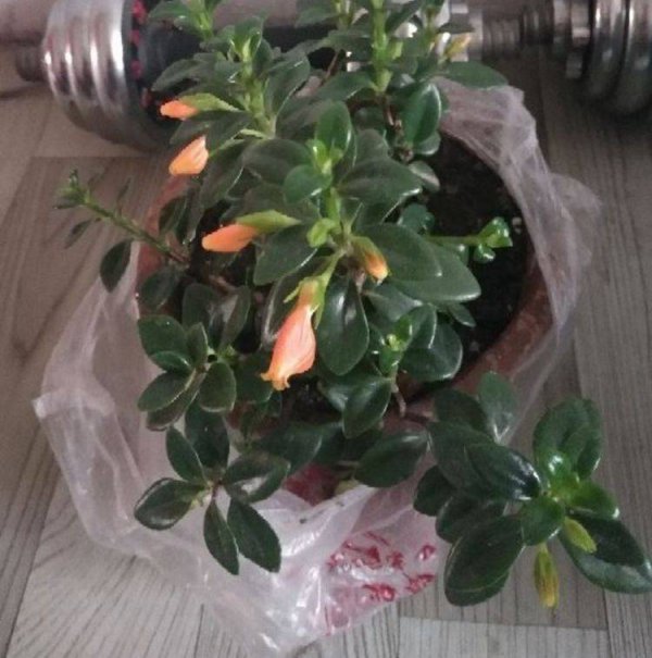 豆饼水适合浇什么花