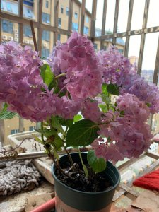 花多多二号适合浇什么花 花多多二号适合种植哪些花卉