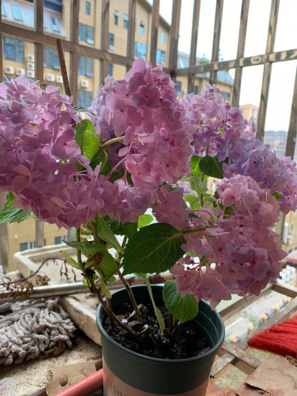 花多多二号适合浇什么花