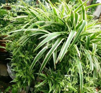 泡黄豆水适合浇什么花 适合浇什么花用泡黄豆水？