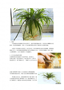 吊钟花怎么养水养方法 养吊钟花的水养方法

吊钟花水养技巧