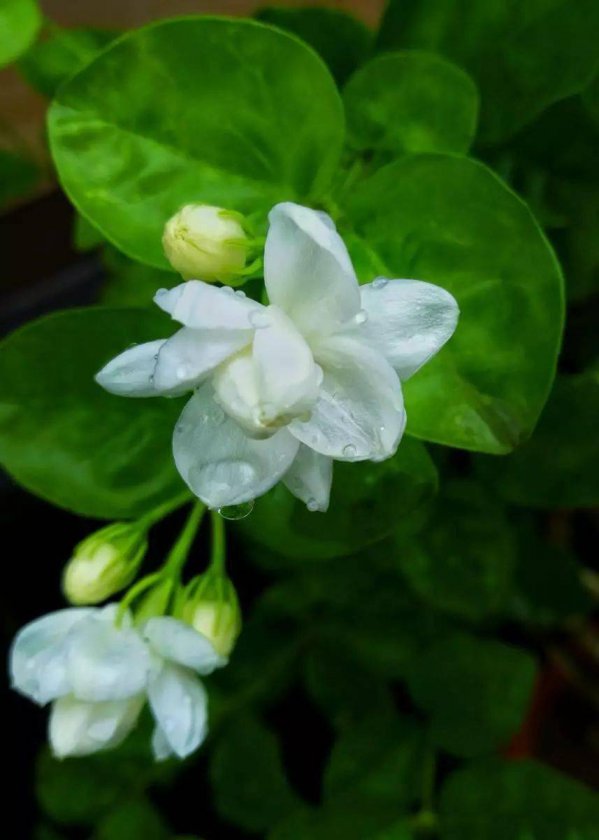 雨水适合浇什么花