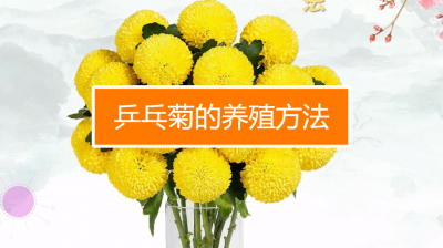 乒乓菊怎么养水养方法 乒乓菊水培养护指南