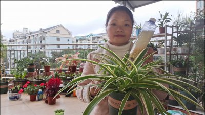 熟黄豆水适合浇什么花 熟黄豆水适合用来浇哪些花？