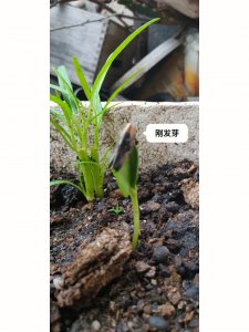 葵花几天出苗 葵花苗何时萌发