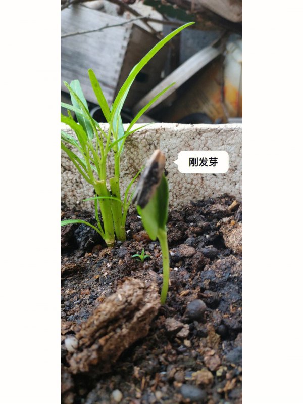 葵花几天出苗