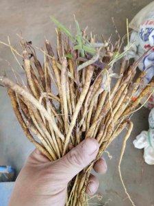 黄芩几天出苗 黄芩几天发芽

黄芩多久能长出幼苗