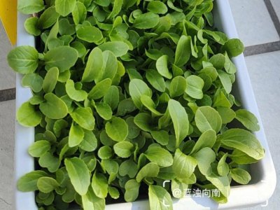 青菜几天出苗 青菜发芽需要多少天？