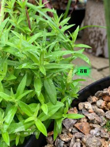 龙胆好养吗 养龙胆容易吗？
养龙胆有难度吗？