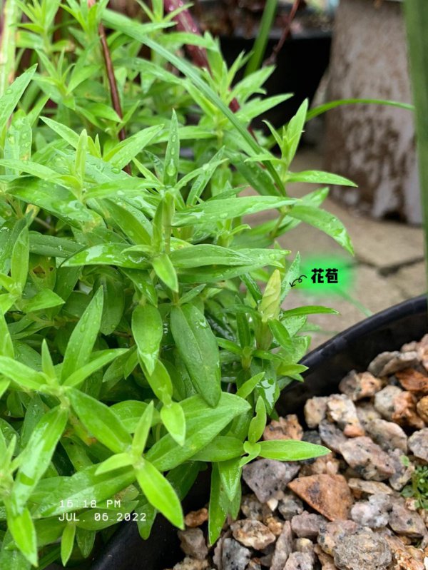 龙胆好养吗