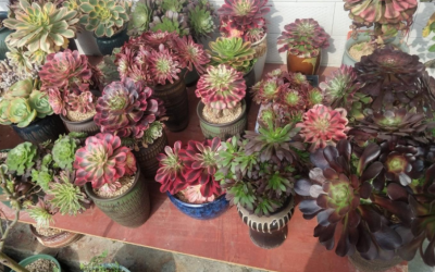 法师小苗用多大的盆合适 法师小苗适合种植在什么样的花盆里？