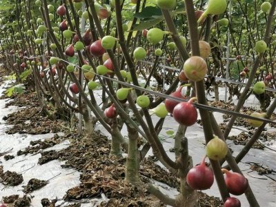 无花果用多大的盆合适 无花果适合种植在什么样的盆里？