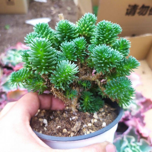 多肉球松好养吗