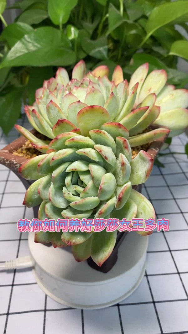 多肉莎莎女王好养吗