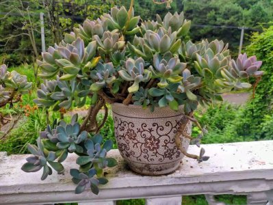 多肉冬天好养吗 冬季养护多肉植物攻略