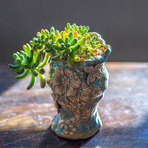 肉肉植物好养吗 养肉肉植物容易吗？