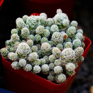 多肉白鸟好养吗 种植多肉白鸟容易吗？