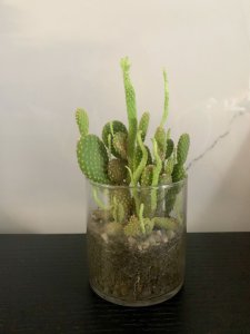 仙人掌用多大的盆合适 仙人掌适合什么尺寸的盆？