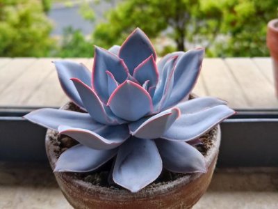 广寒宫多肉好养吗 广寒宫植物易养吗？