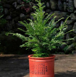 红豆杉喜不喜欢阳光 红豆杉是否喜欢阳光？