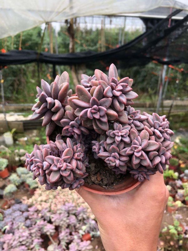 多肉紫心好养吗