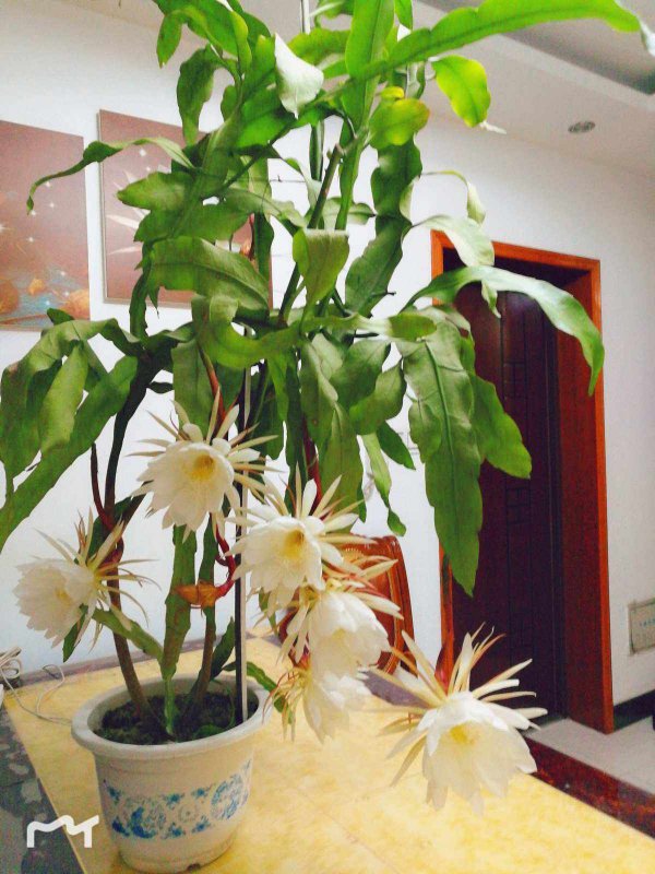 昙花好养活吗