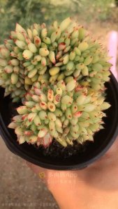 虎鲸多肉好养吗 好养吗？虎鲸多肉
简单养护虎鲸多肉吗？