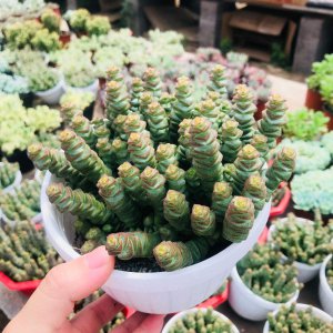 钱串好养吗 养好的钱有用吗？
养好钱真的值得吗？