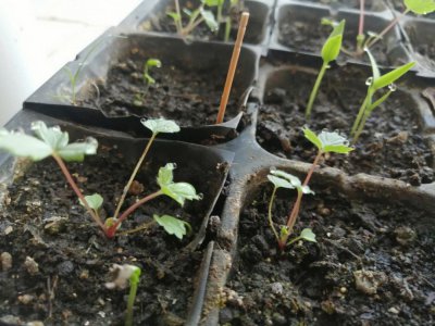 草莓苗可以水养吗 草莓苗可否用水栽培？