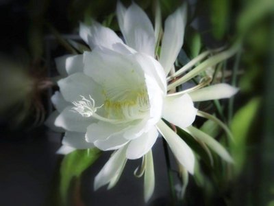昙花喜不喜欢阳光 昙花对阳光喜欢吗？
昙花喜欢阳光吗？