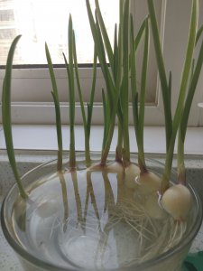 大蒜可以水养吗 蒜头是否适合水栽培？