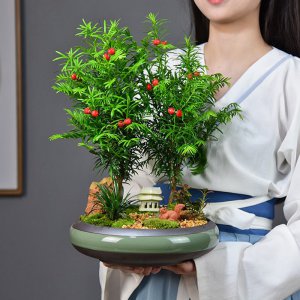 红豆杉用多大的盆合适 红豆杉适合种植在多大的花盆中