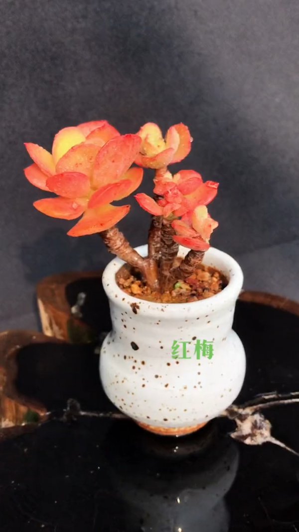 多肉红梅好养吗