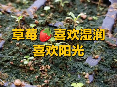 草莓喜不喜欢阳光 草莓是否喜欢阳光？