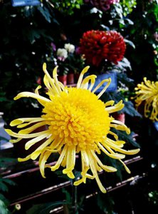 菊花喜不喜欢阳光 菊花需要阳光吗
